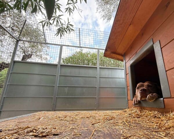 moduli-rete-anti-scavalcamento-cane-box-recinti-evid