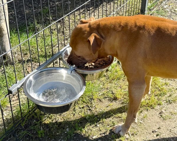 porta-ciotole-cibo-cane-box-insluce-ciotole-grandi